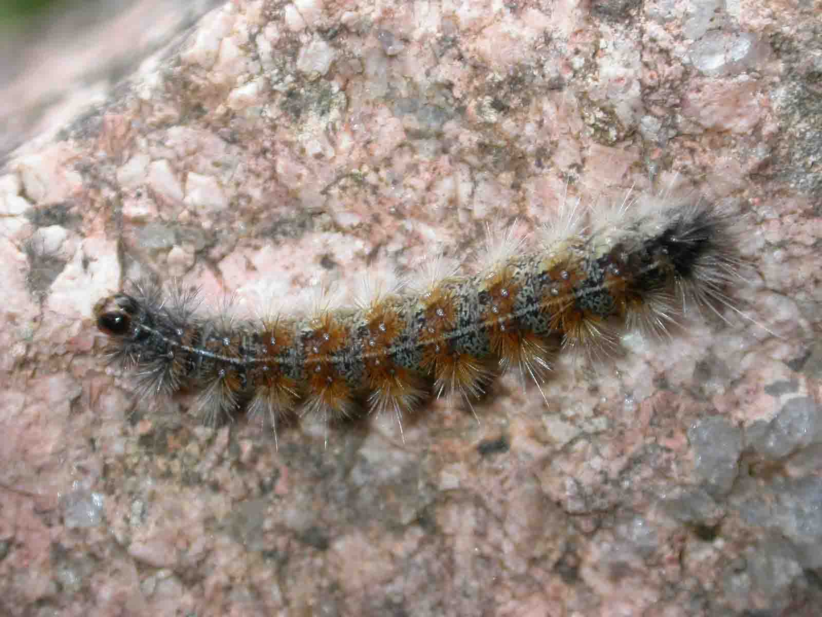 larva Ocnogyna corsica sardoa